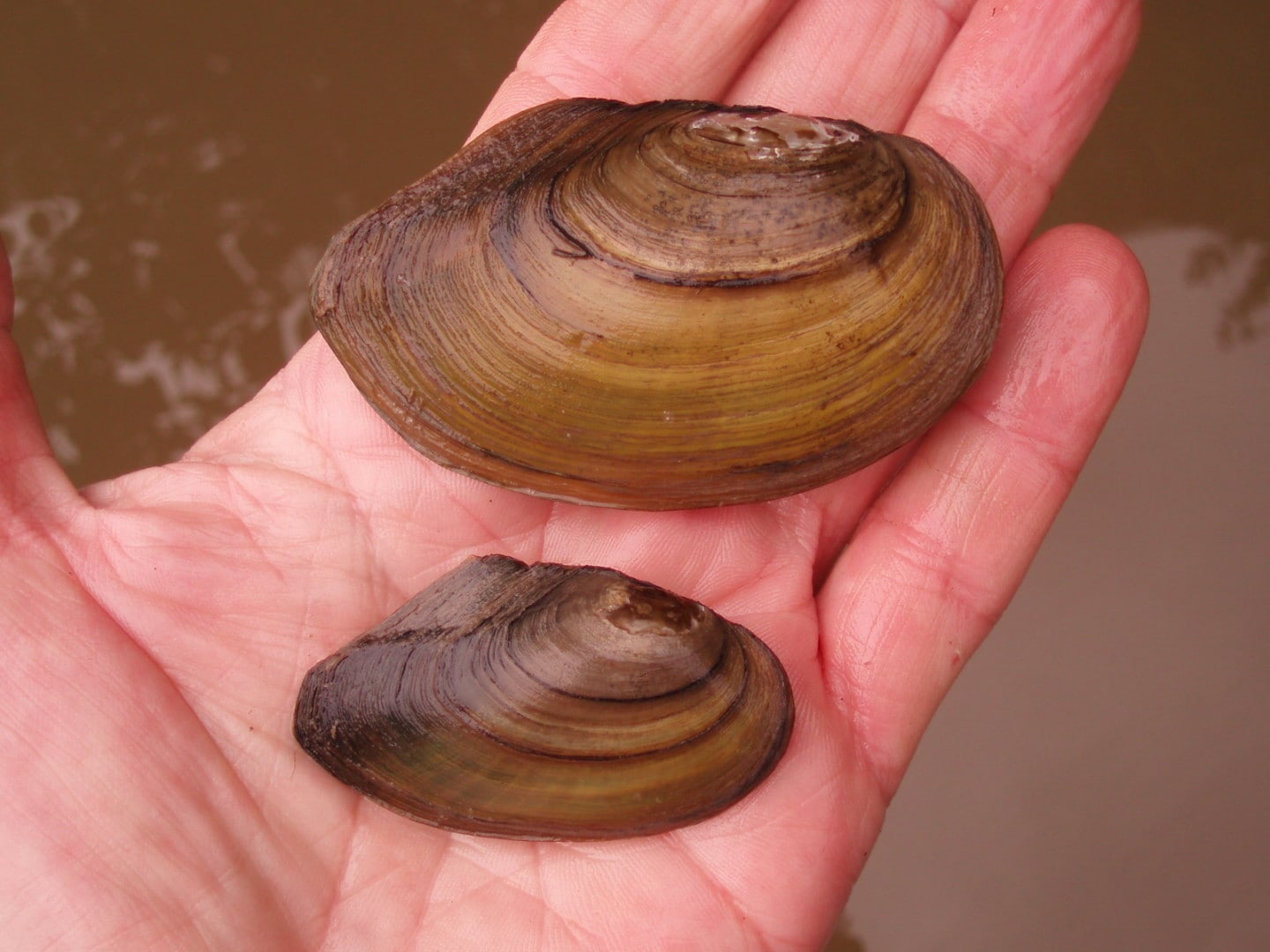 Nagel 2009 Schwanenmuschel oben 1 Oben Große Teichmuschel oder Schwanenmuschel (Anodonta cygnea), unten Gewöhnliche Teichmuschel oder Entenmuschel (Anodonta anatina)
