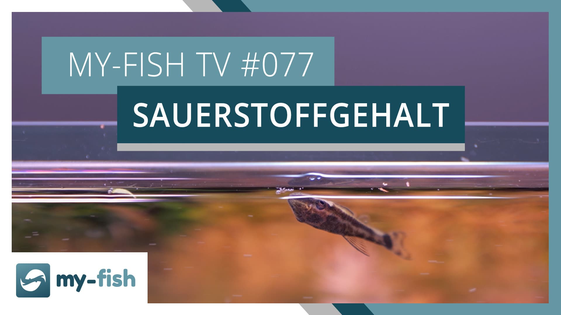 my-fish TV: Sauerstoff im Aquarium bei hohen Temperaturen
