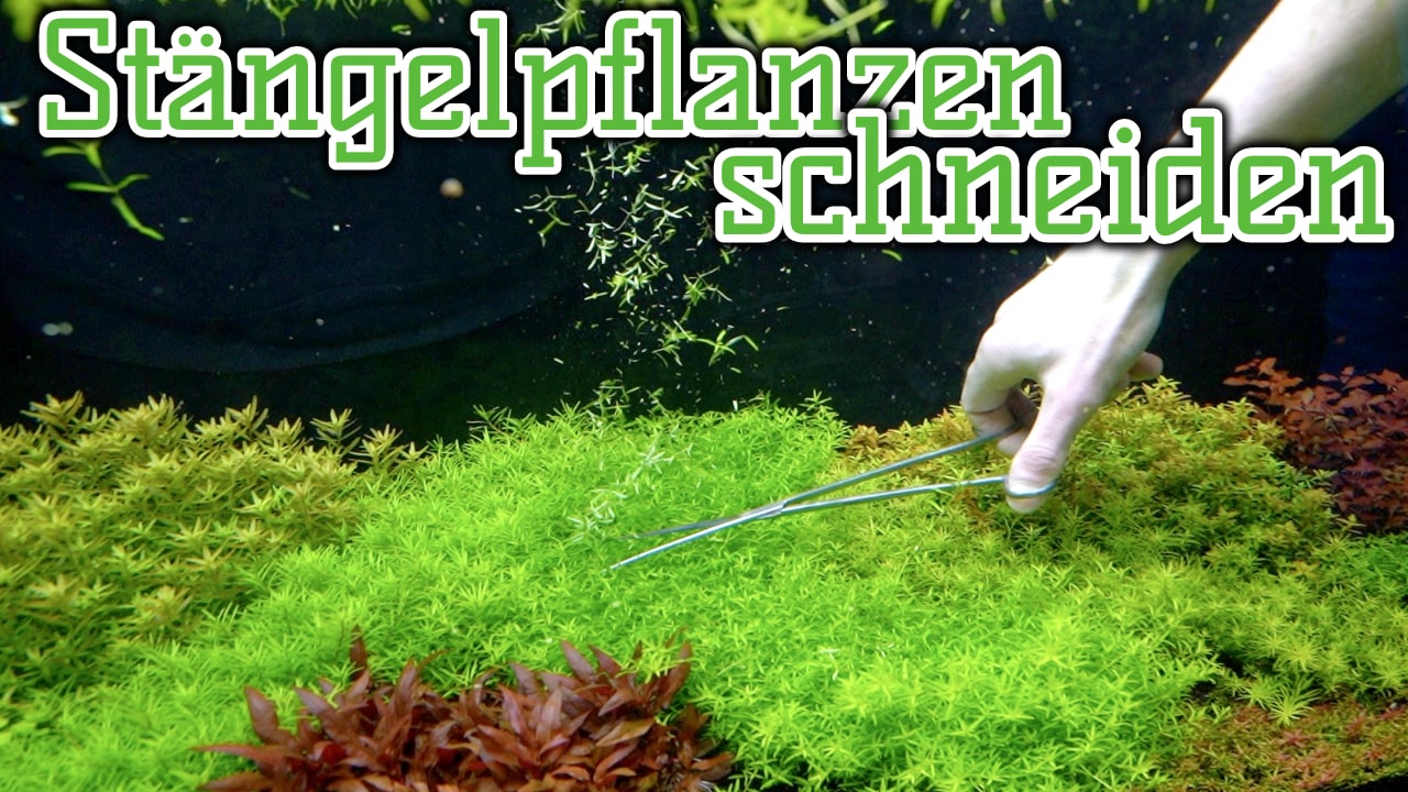 AQUaddicted! – Video Tipp: Stängelpflanzen schneiden im Aquarium