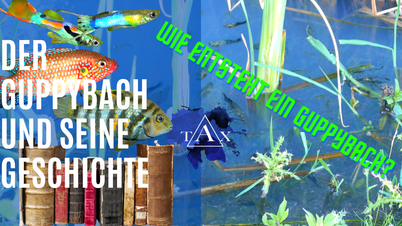 Tobis Aquaristikexzesse Video Tipp: Tobis Der Guppybach und seine Geschichte in Deutschland 2022
