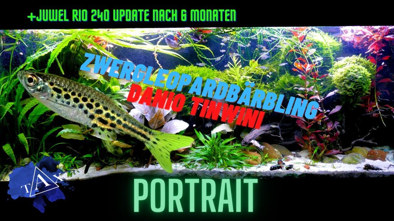 Tobis Aquaristikexzesse Video Tipp: Zwergleopardbärbling – Danio tinwini