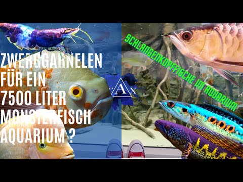 Tobis Aquaristikexzesse Video Tipp: Zwerggarnelen für ein 7500 Liter Monsterfisch Aquarium?