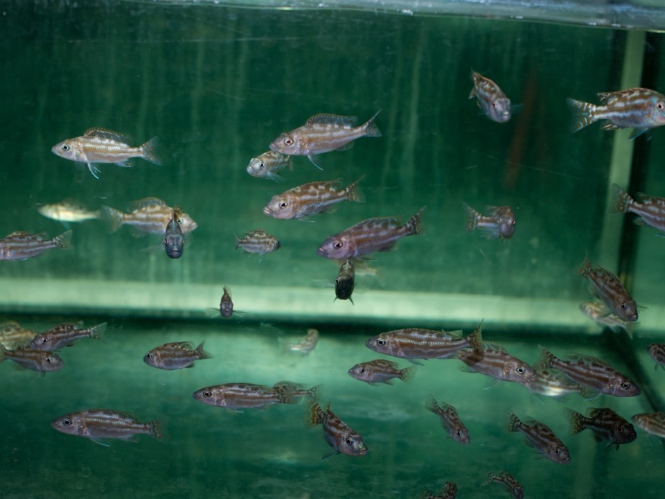 Nimbochromis fuscotaeniatus - Blauer Leopard-Maulbrüter, DNZ