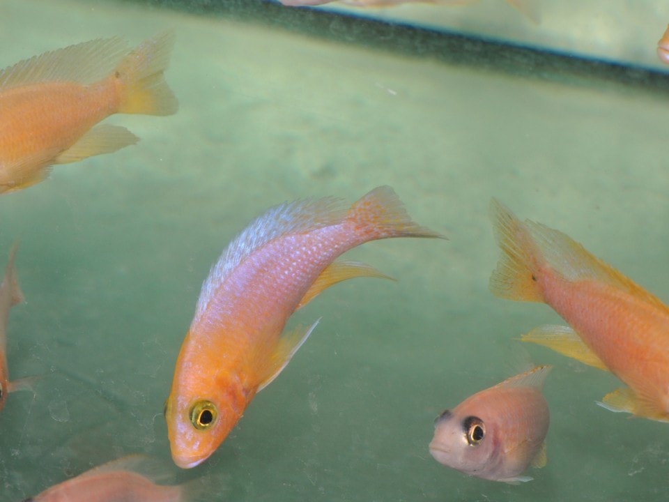 Sciaenochromis fryeri "Pink Flash" - Stahlblauer Maulbrüter "Pink Flash", DNZ