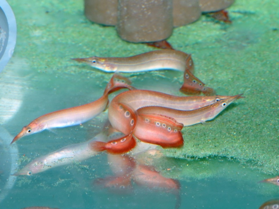 Macrognathus siamensis - Pfauenaugen-Stachelaal-Rot, EUNZ