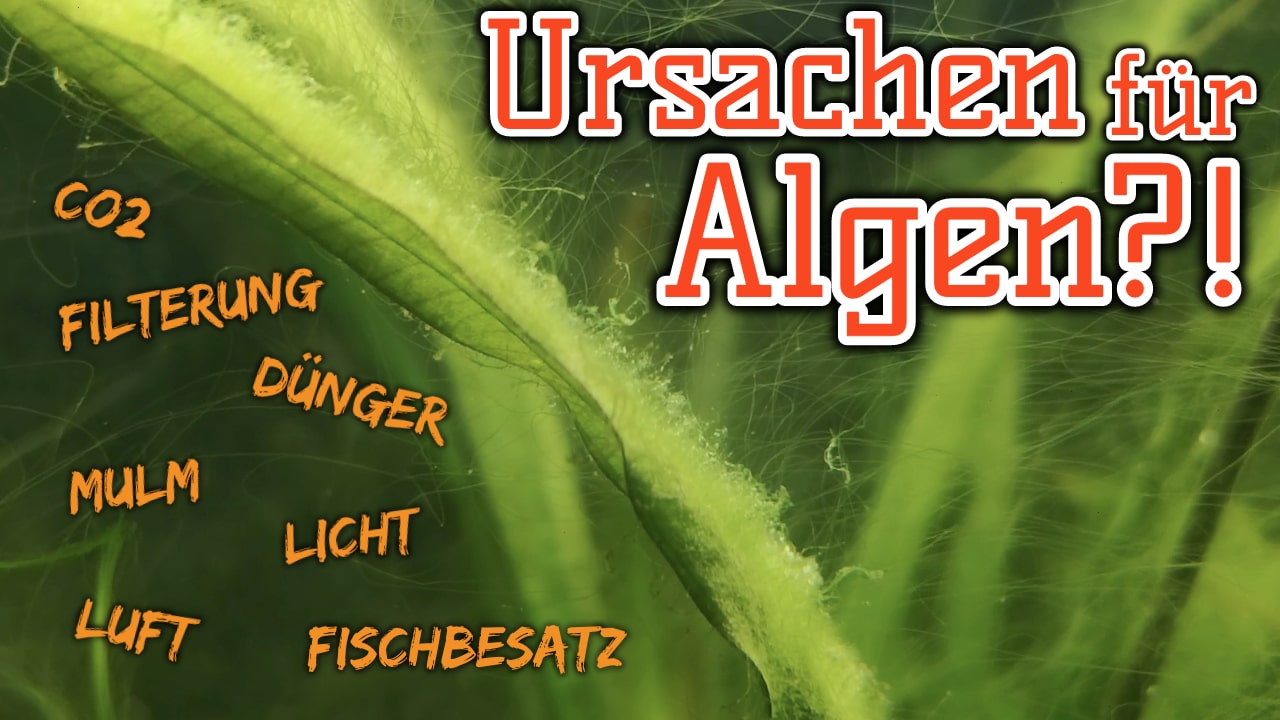AQUaddicted! – Video Tipp: Ursachen für Algen im Aquarium