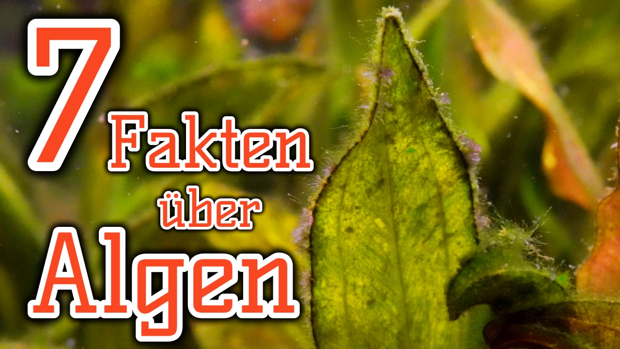 AQUaddicted! – Video Tipp: Fakten über Algen im Aquarium