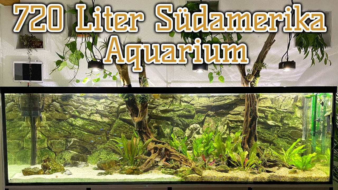AQUaddicted! – Video Tipp: Einrichtung eines pflegeleichten 2m Amazonas-Aquariums