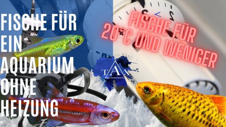 Tobis Aquaristikexzesse Video Tipp: Fische für ein AQUARIUM ohne HEIZUNG
