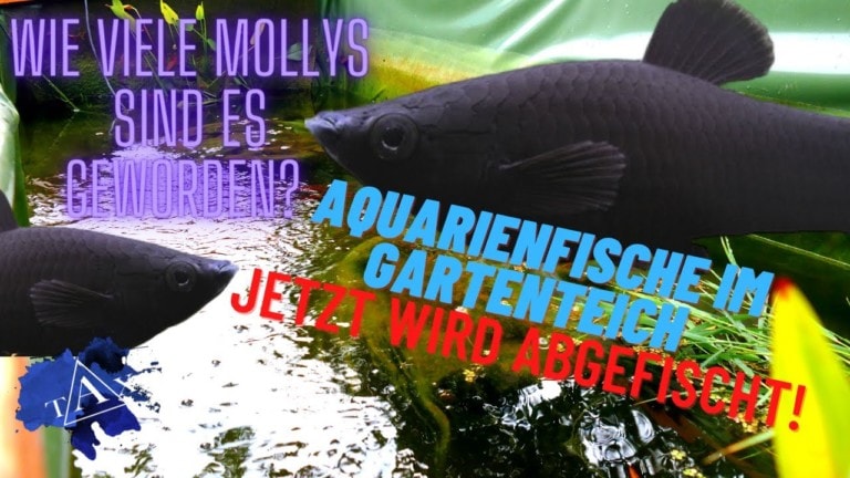 Tobis Aquaristikexzesse Video Tipp: Aquarienfische im Gartenteich JETZT WIRD ABGEFISCHT!