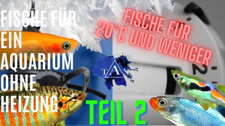 Tobis Aquaristikexzesse Video Tipp: Fische für ein AQUARIUM ohne HEIZUNG Teil 2