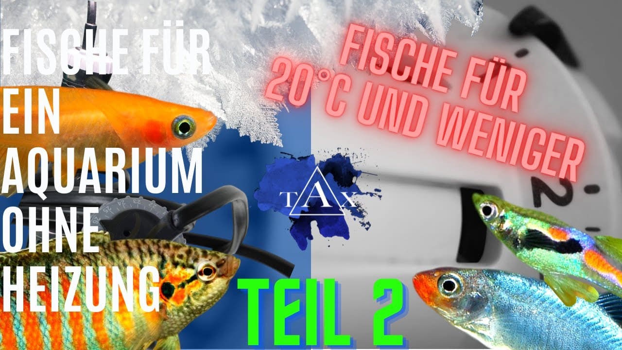 Tobis Aquaristikexzesse Video Tipp: Fische für ein AQUARIUM ohne HEIZUNG Teil 2