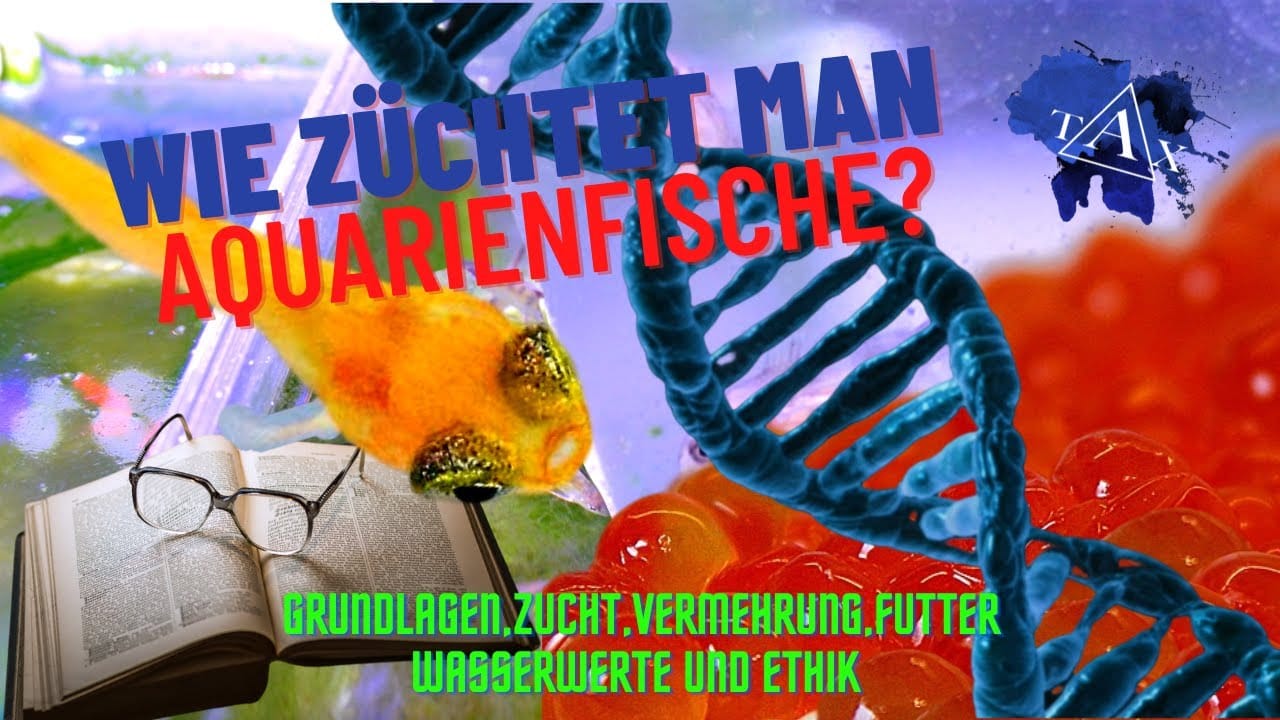 Tobis Aquaristikexzesse Video Tipp: Wie ZÜCHTET man AQUARIENFISCHE ?