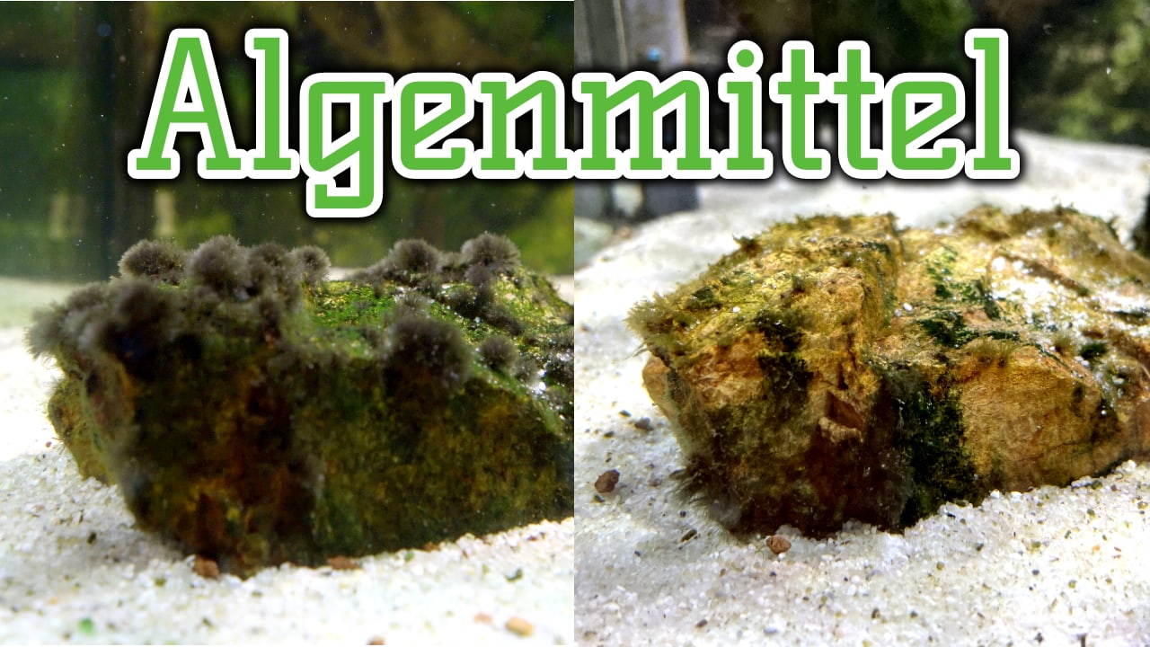 AQUaddicted! – Video Tipp: Algen erfolgreich bekämpfen