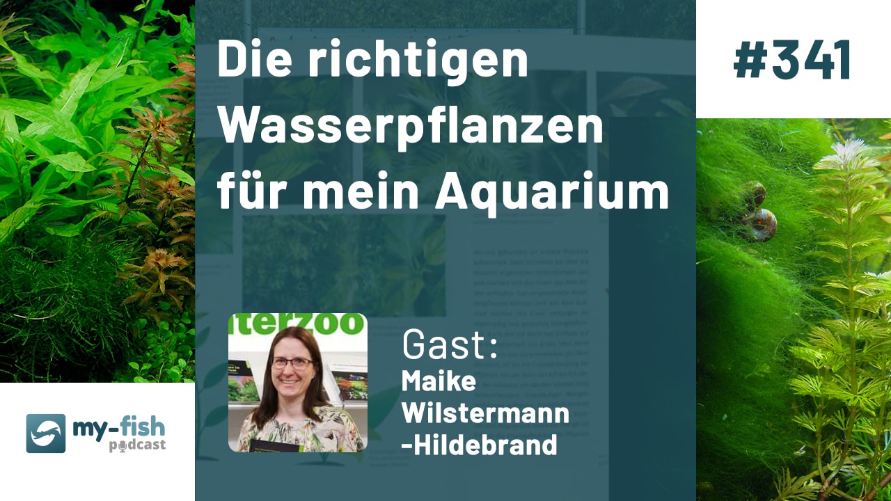 341: Die richtigen Wasserpflanzen für mein Aquarium - Die Qual der Wahl (Maike Wilstermann-Hildebrand)