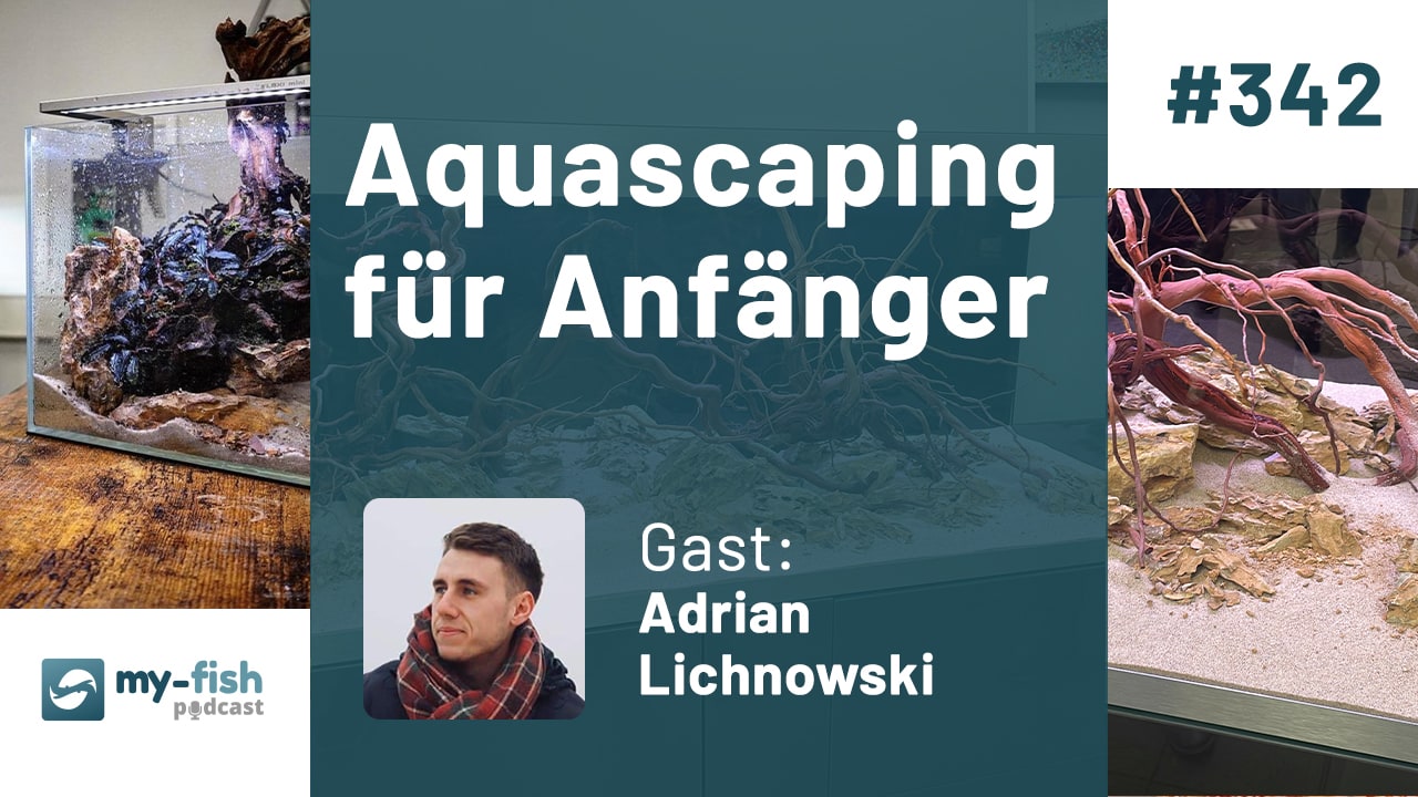 342: Aquascaping für Anfänger - Dein erstes eigenes Aquascape Aquarium (Adrian Lichnowski)