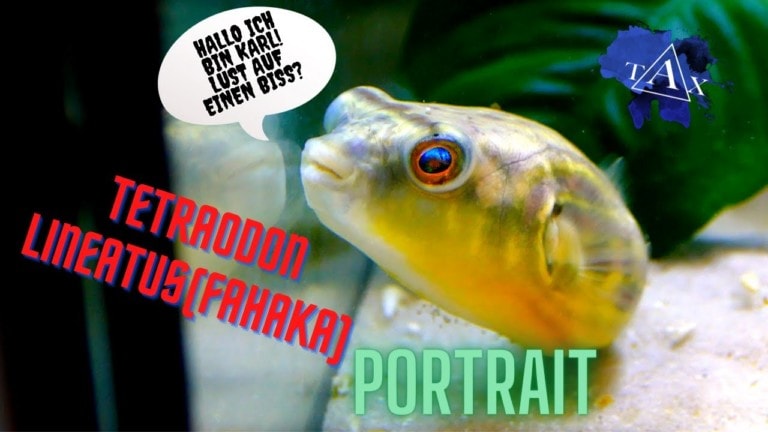 Tobis Aquaristikexzesse Video Tipp: Mein Nilkugelfisch Karl - Tetraodon lineatus