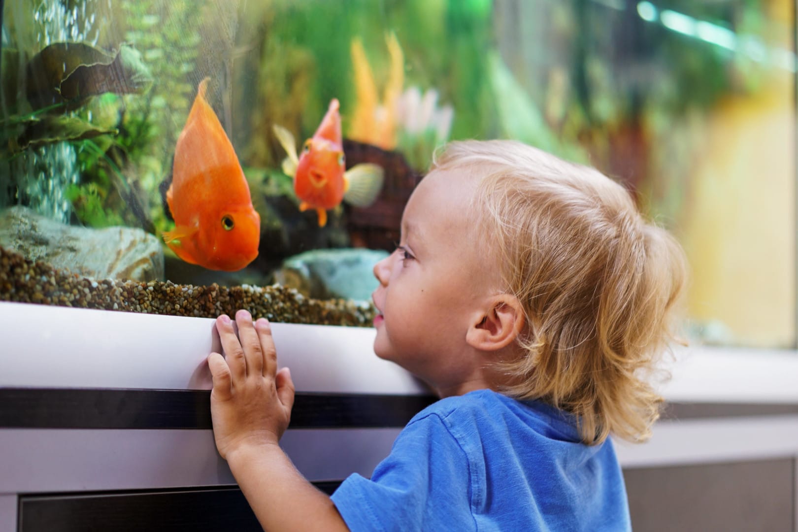 Junge beobachtet Fische