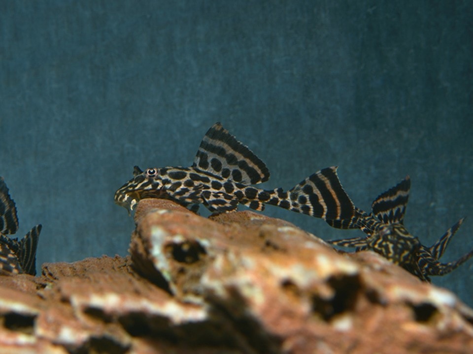 Pterygoplichthys parnaibae - Netzmuster-Segelschilderwels, WF