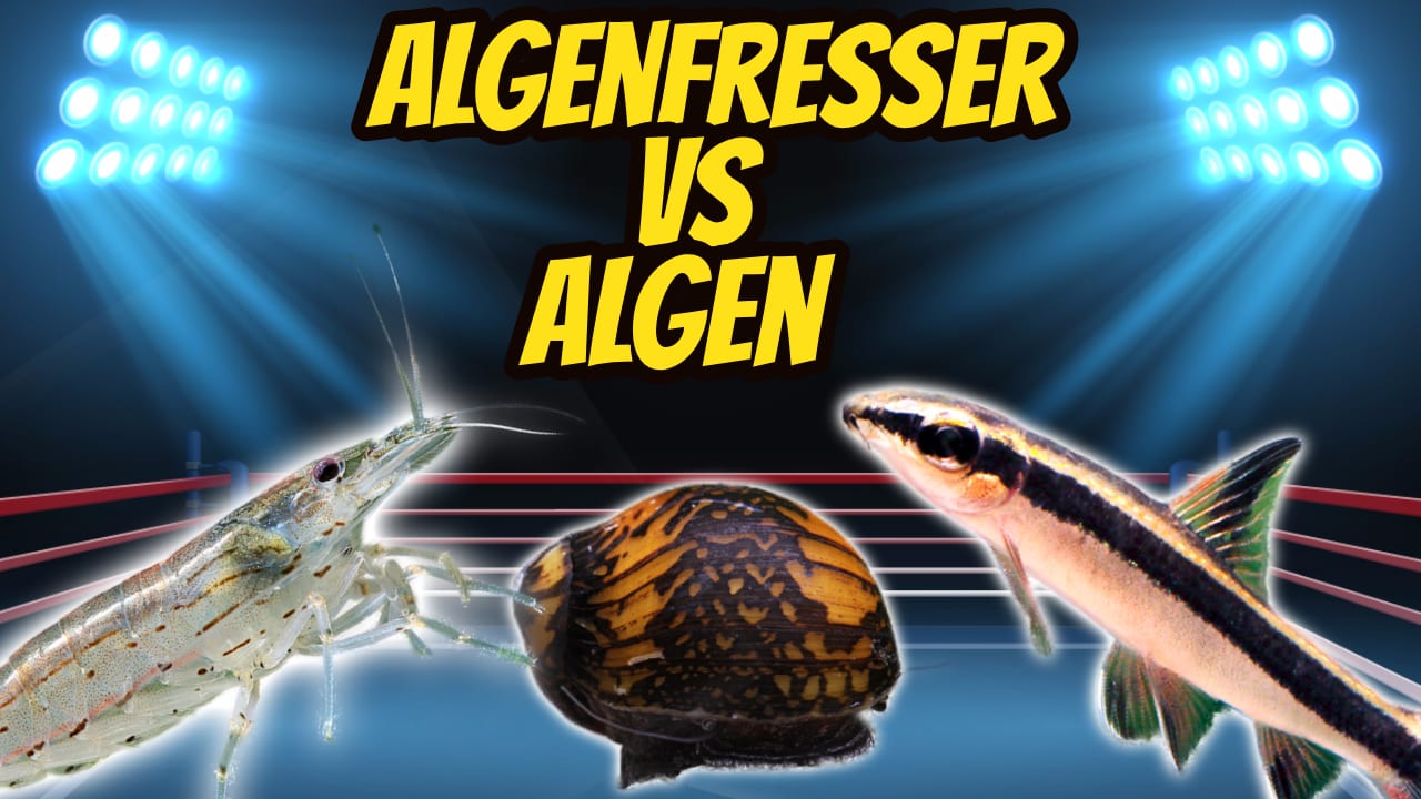 AQUaddicted! – Video Tipp: Die besten Helfer für dein Aquarium