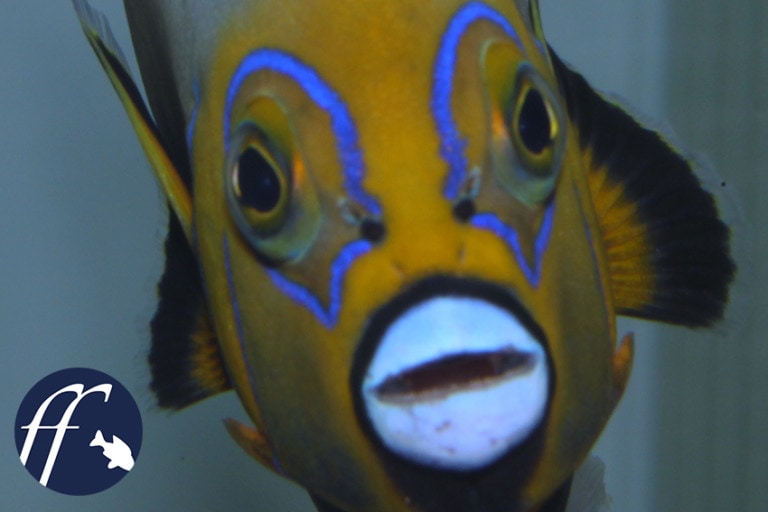 Franky Friday: Raritäten für das Meerwasseraquarium