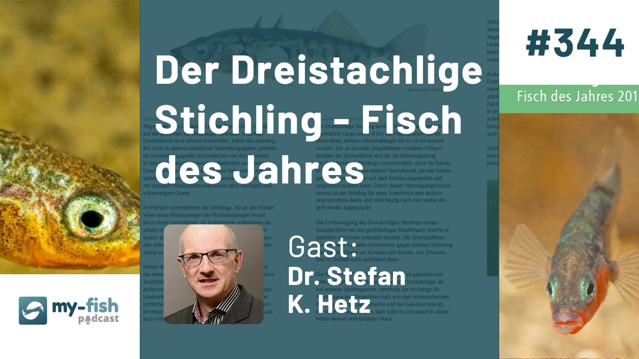 344: Der Dreistachlige Stichling - Fisch des Jahres (Dr. Stefan K. Hetz)