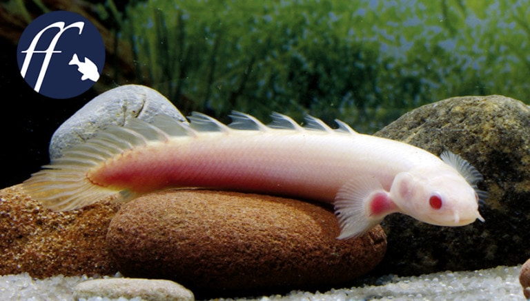 Franky Friday: Der Geisterfisch - Polypterus senegalus