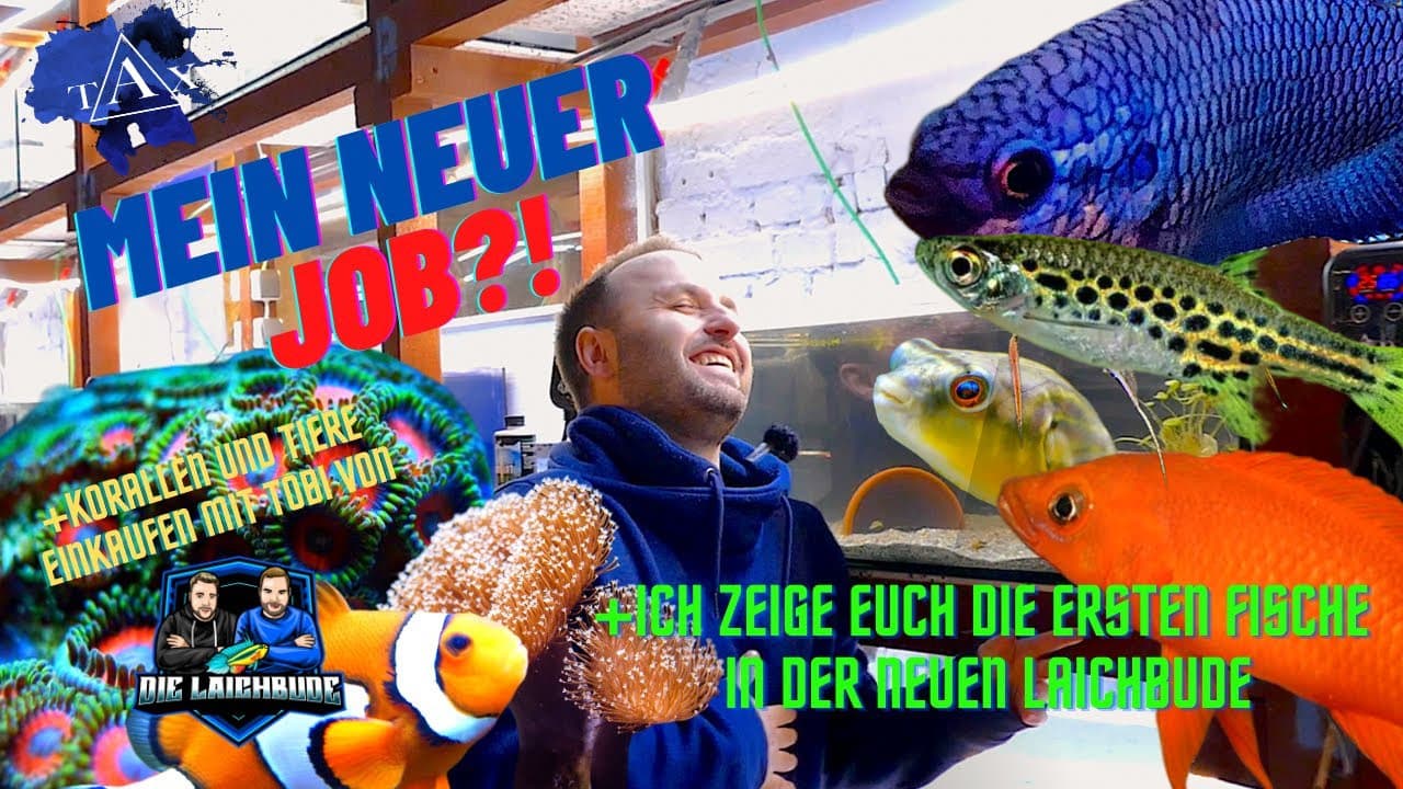 Tobis Aquaristikexzesse Video Tipp: Mein neuer Job – Die ersten Fische in der neuen Laichbude