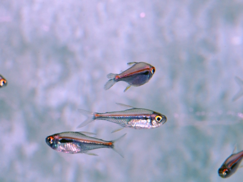 Hyphessobrycon amapaensis - Amapa-Glühlichtsalmler, EUNZ