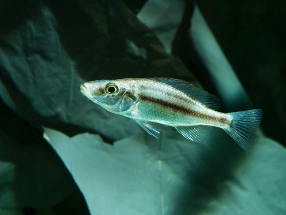 Dimidiochromis compressiceps - Messerbuntbarsch, DNZ