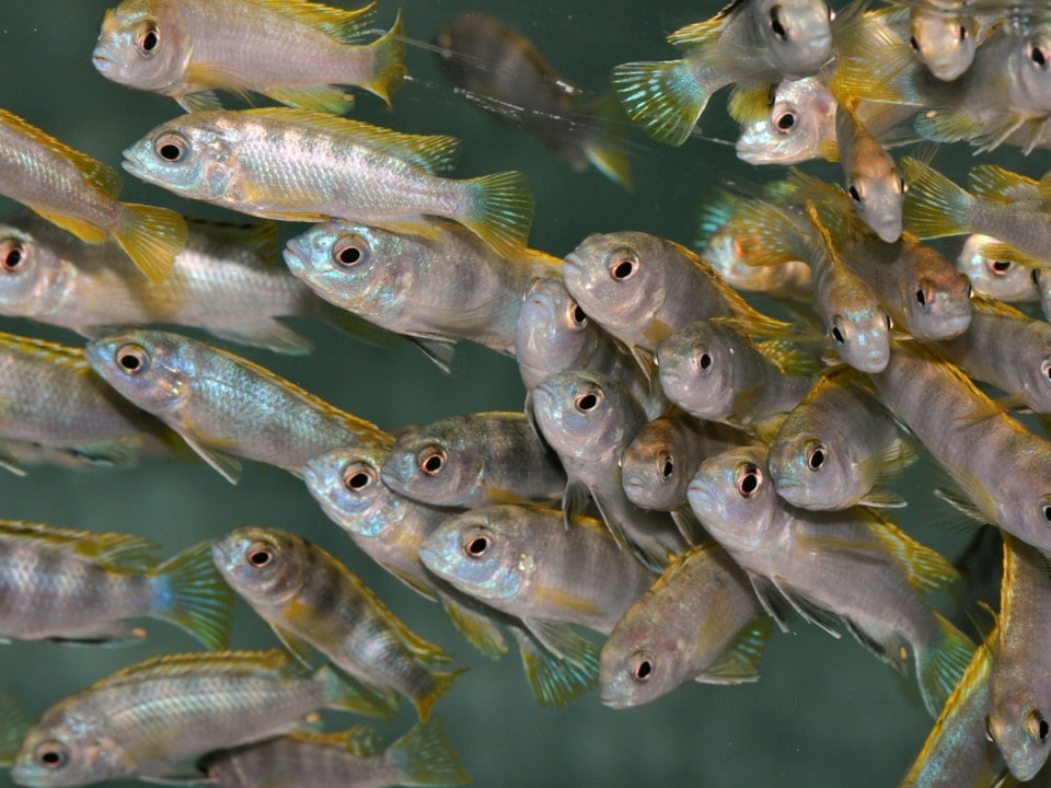 Labidochromis sp. "Perlmutt" - Perlmutt-Labidochromis, DNZ