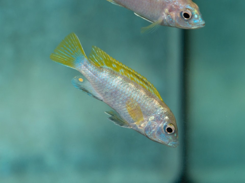Labidochromis sp. "Perlmutt" - Perlmutt-Labidochromis, DNZ