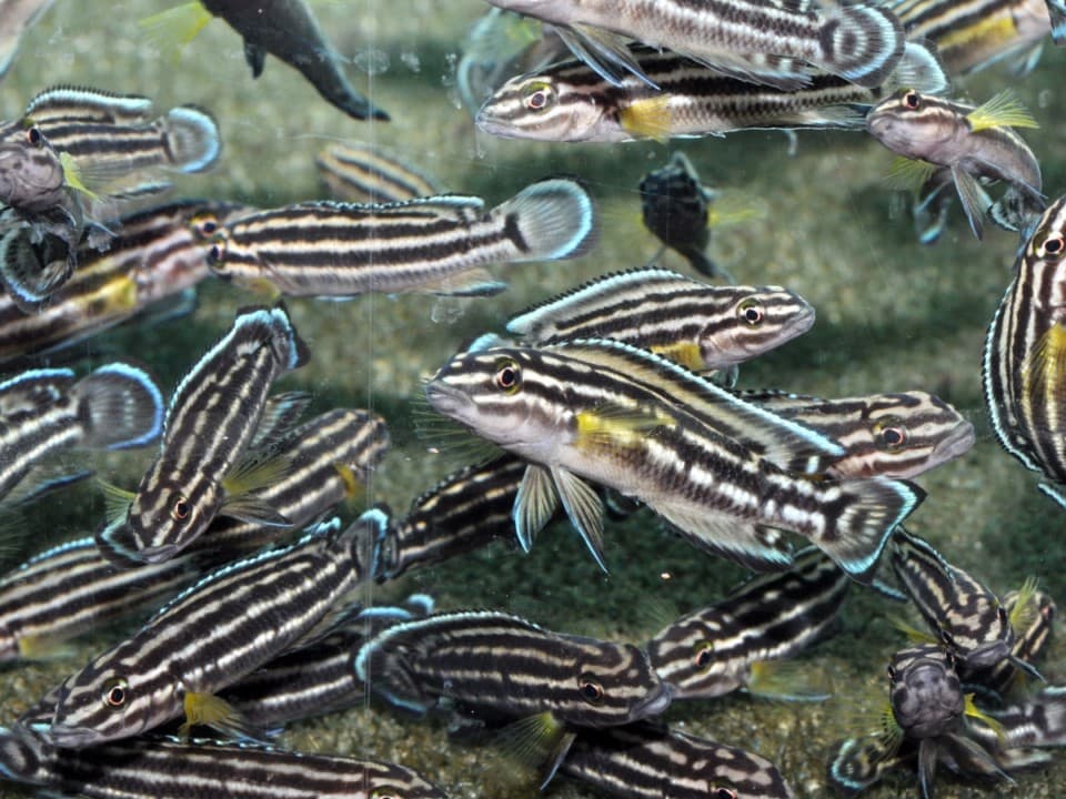 Julidochromis regani - Vierstreifen-Schlankcichlide, EUNZ