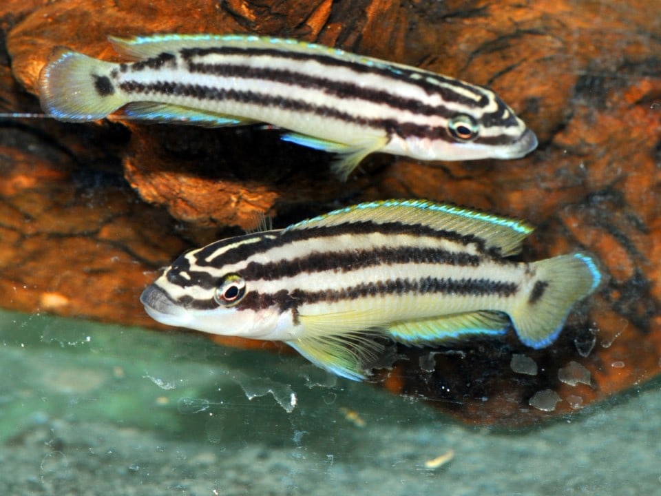 Julidochromis ornatus - Gelber Schlankcichlide, DNZ