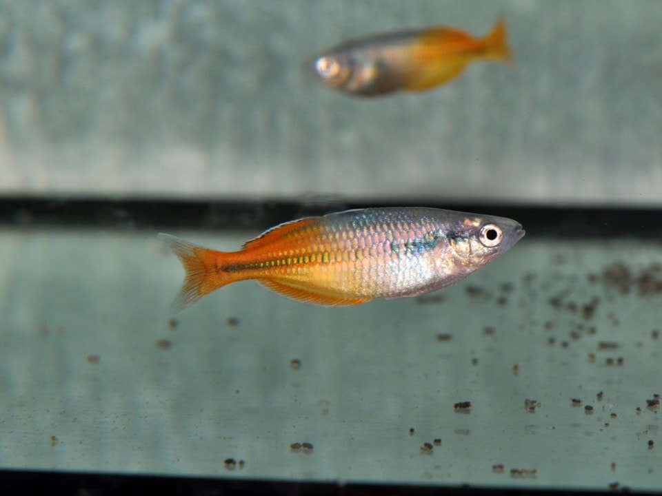 Melanotaenia boesemani "Lake Aitinjo" - Blau-Gelber Regenbogenfisch, EUNZ