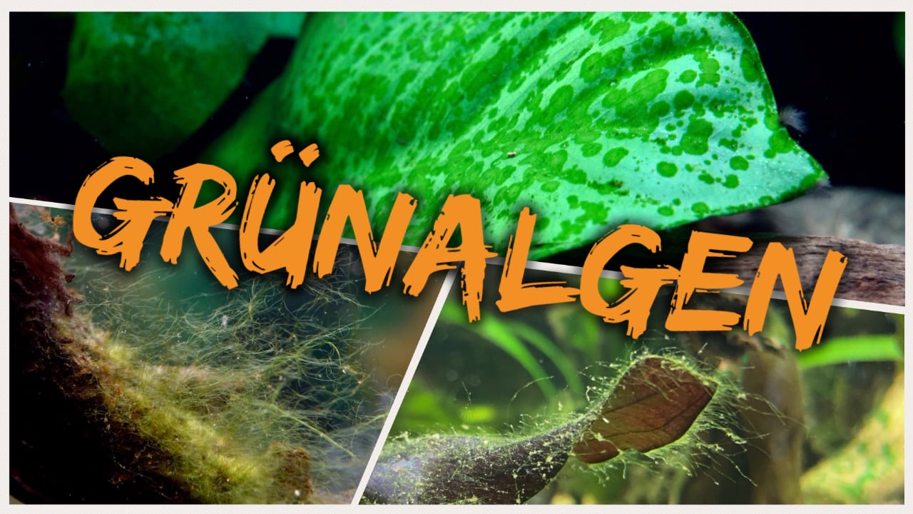 AQUaddicted! – Video Tipp: Grünalgen im Aquarium