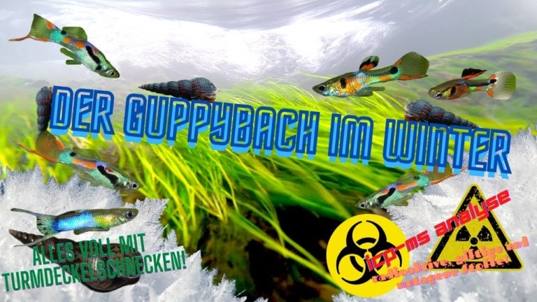 Tobis Aquaristikexzesse Video Tipp: Der Guppybach im Winter - Giftstoffe & radioaktive und genverändernde Stoffe