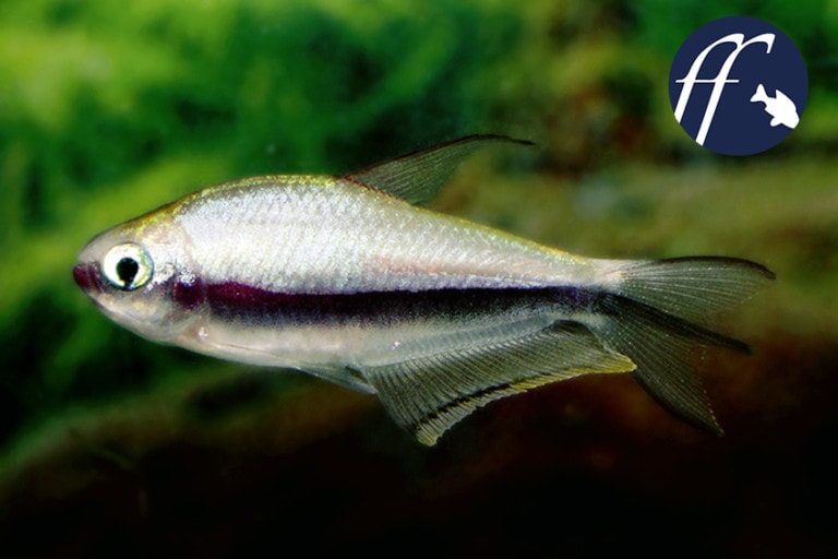 Franky Friday: Ein wunderschöner Fisch aus Kolumbien - Kaisersalmler
