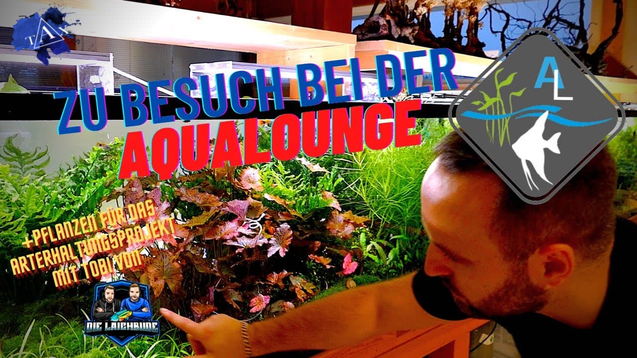 Tobis Aquaristikexzesse Video Tipp Zu Besuch bei der AQUALOUNGE my