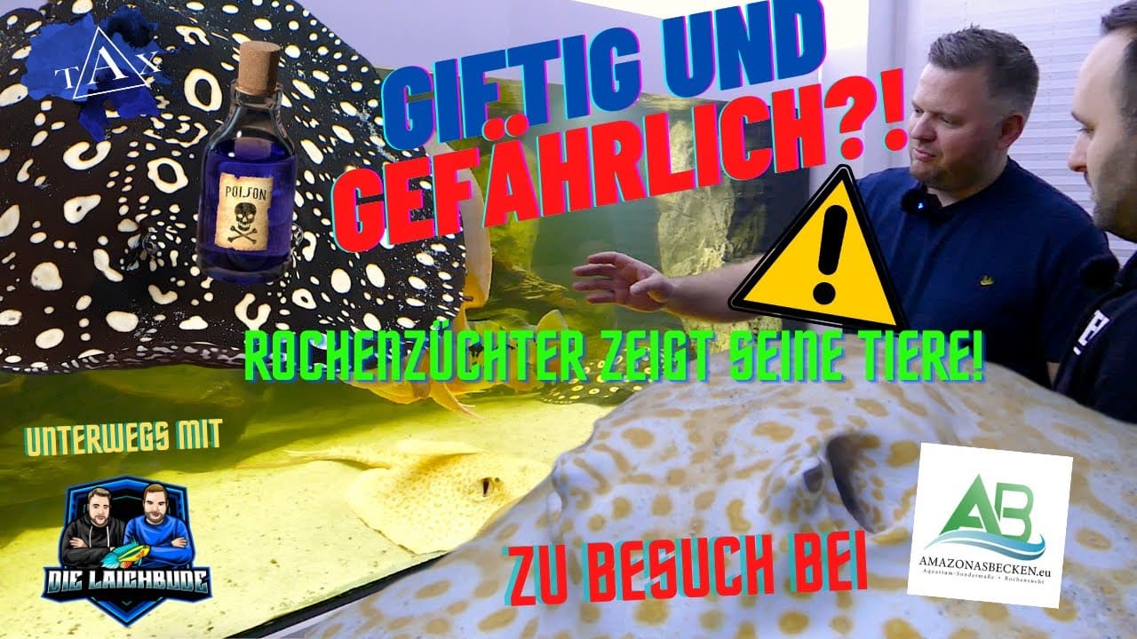 Tobis Aquaristikexzesse Video Tipp: Giftig und gefährlich?! Zu Besuch bei ROCHENZÜCHTER
