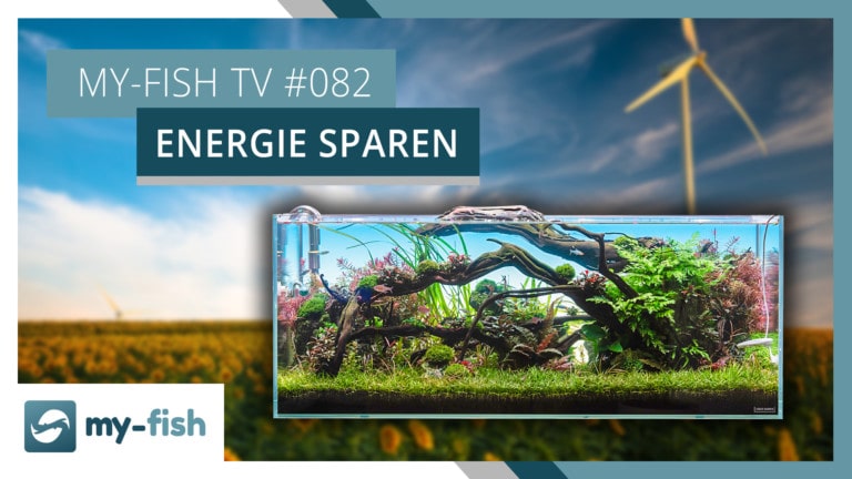 my-fish TV: Energie sparen im Aquarium