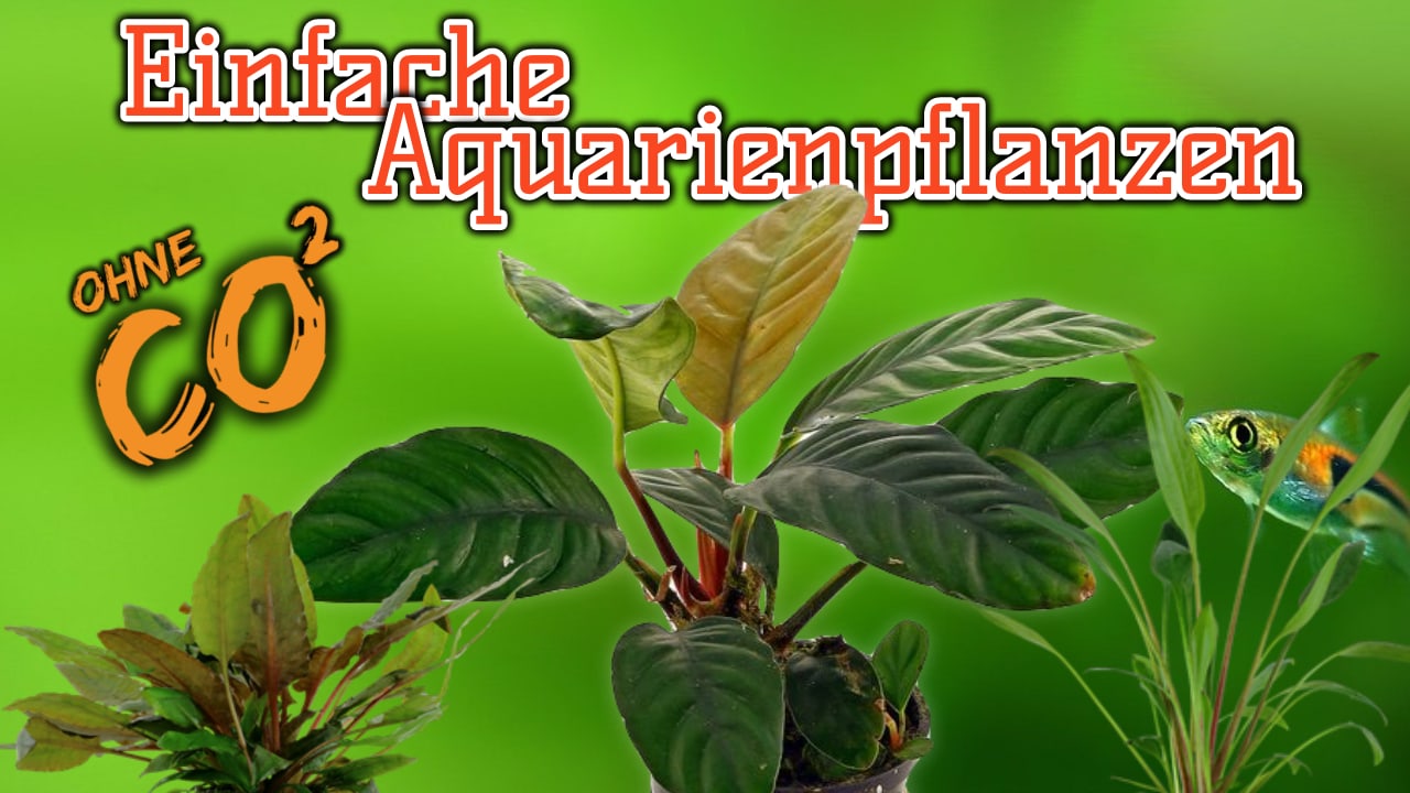 AQUaddicted! – Video Tipp: Wasserpflanzen Nährstoff CO2 – Düngung