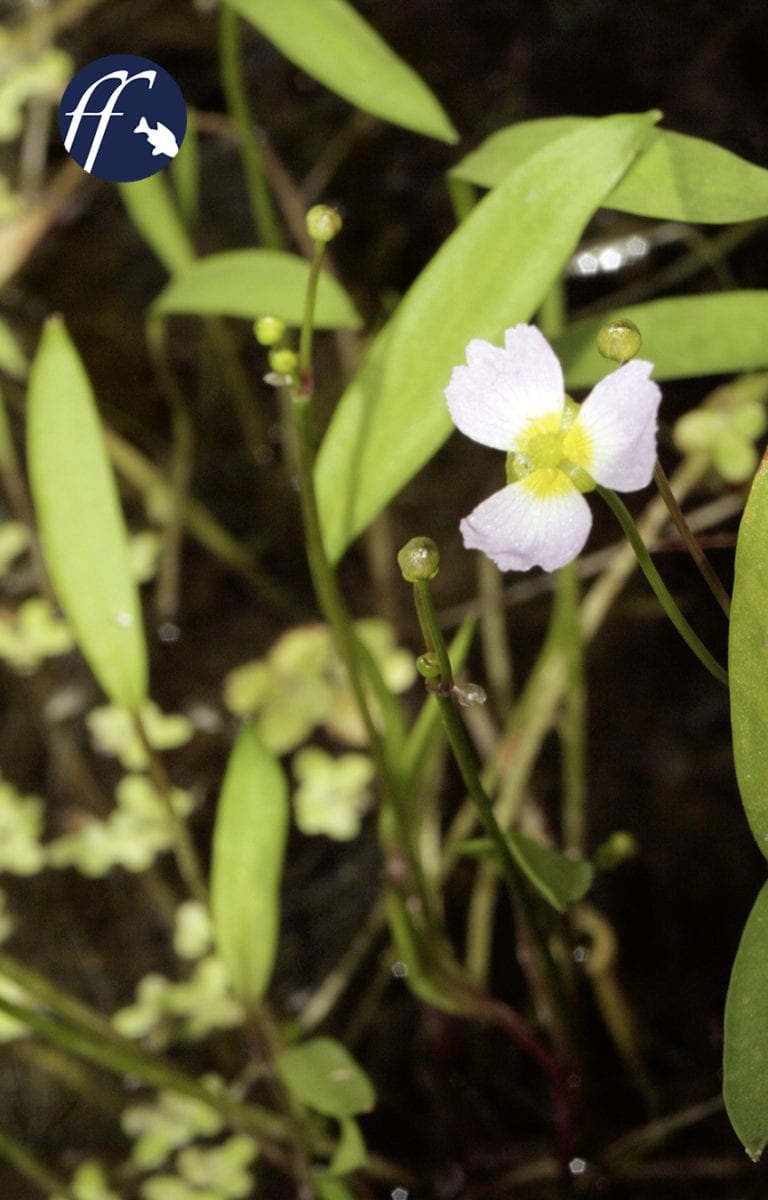 Franky Friday: Baldellia ranuculoides – eine einheimische Amazonas-Schwertpflanze