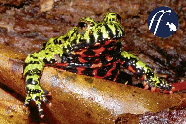 Franky Friday: Amphibien und Reptilien für Nano-Terrarien Teil 1