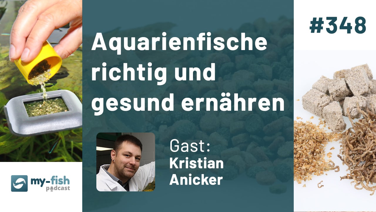 348: Aquarienfische richtig und gesund ernähren - Füttern mit Artenkonzept  (Kristian Anicker)