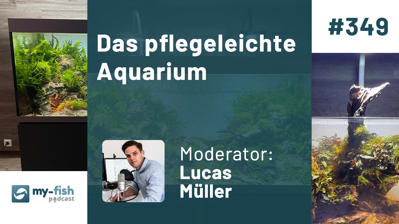 349: Das pflegeleichte Aquarium - Wie geht das?