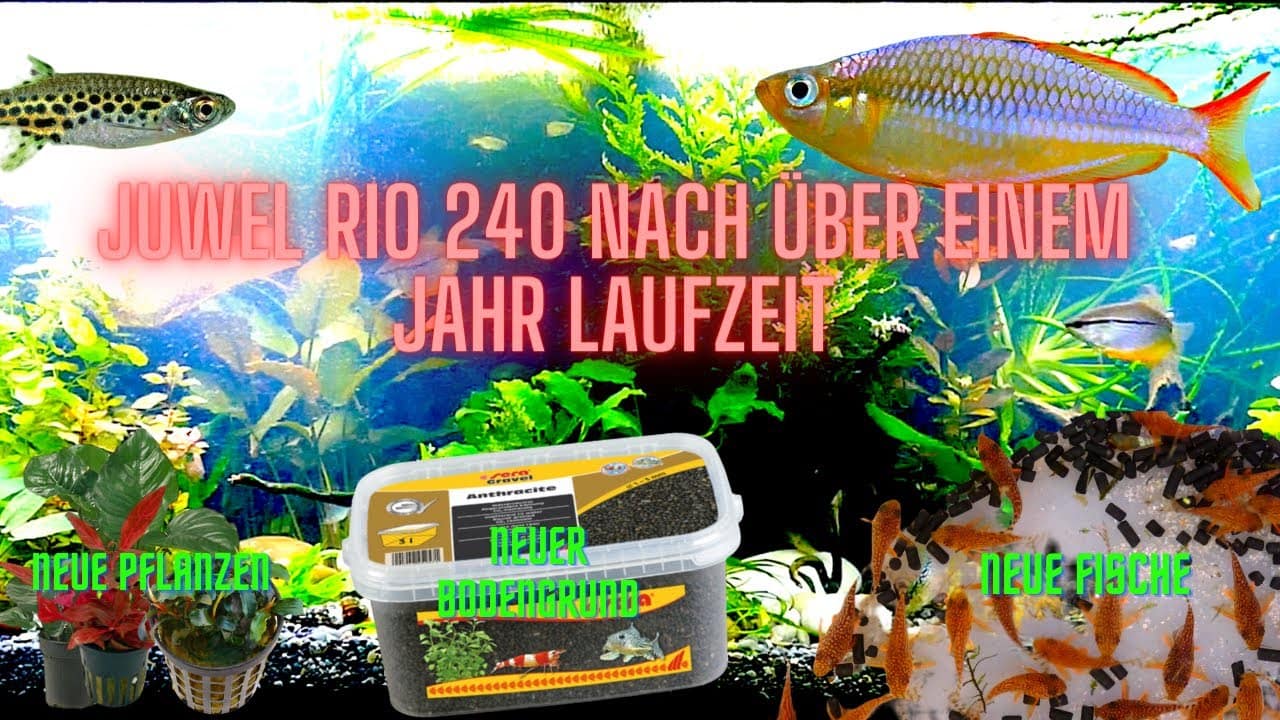 Tobis Aquaristikexzesse Video Tipp: NEU – Bodengrund, Fische und Pflanzen