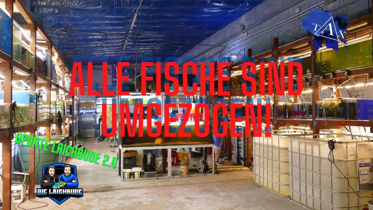 Tobis Aquaristikexzesse Video Tipp: Alle FISCHE sind UMGEZOGEN!