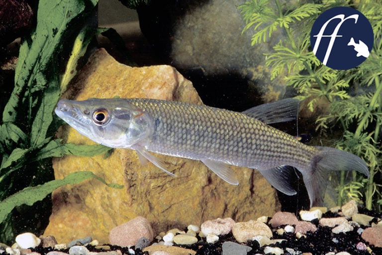 Franky Friday: Der Hecht im Aquarium - Hepsetus odoe