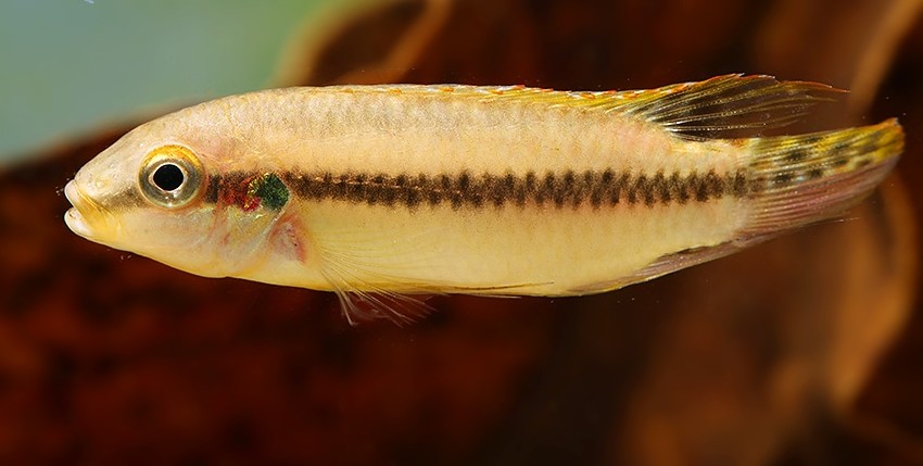 Enigmatochromis lucanusi